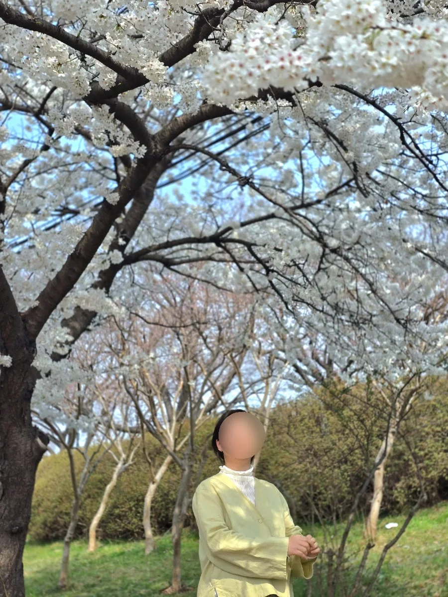 부산 맥도생태공원 벚꽃 개화 시기 2026년 예상 정보 3