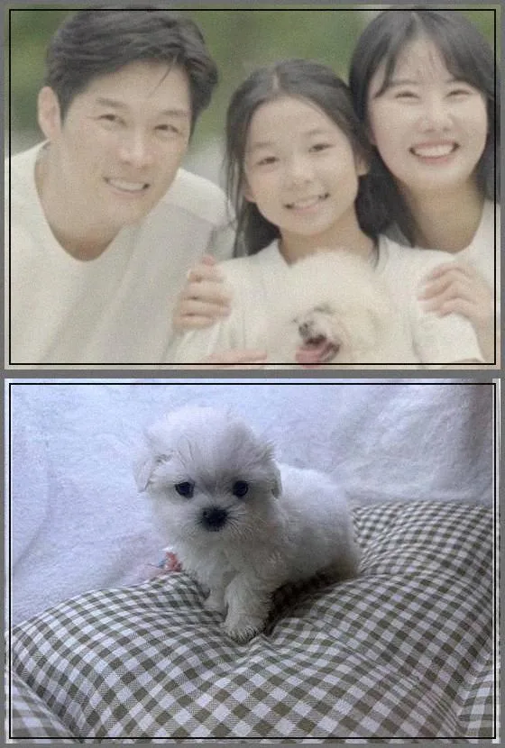서울 강아지 분양 2026: 첫 입양 시 꼭 알아야 할 3가지 2