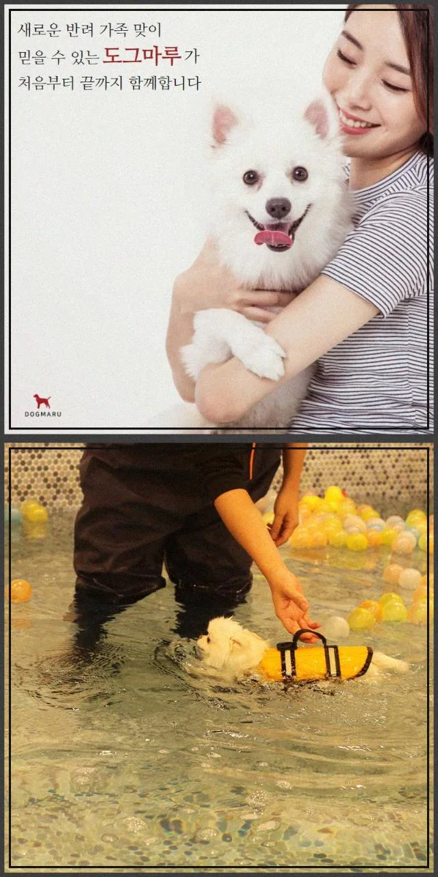 서울 강아지 분양 2026: 행복한 반려 생활 시작 가이드 2