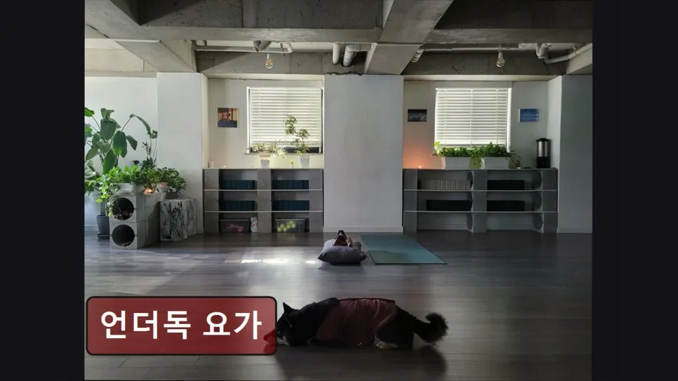 홍대 요가원 언더독 요가: 체계적 수업 & 깔끔한 시설 2026년 총정리 3