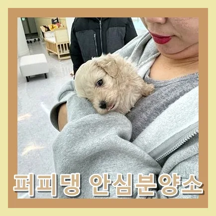 태안 말티푸 분양, 반려견 입양 전 꼭 알아야 할 3가지 2026 2