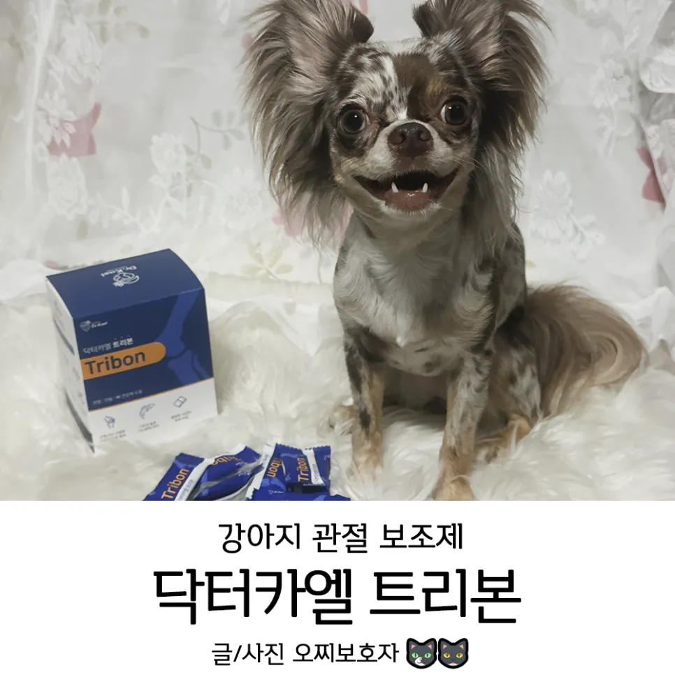 강아지 관절 보조제 닥터카엘 트리본, 급여 경험자 솔직 후기 2026 — 반려동물 — ozzizzizzi