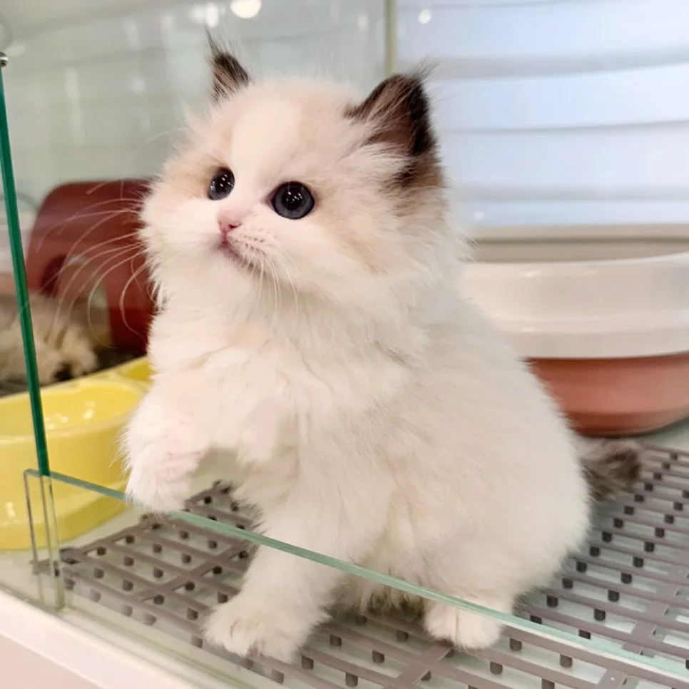 청라 고양이분양, 네발하우스 랙돌 입양 후기 2026 2