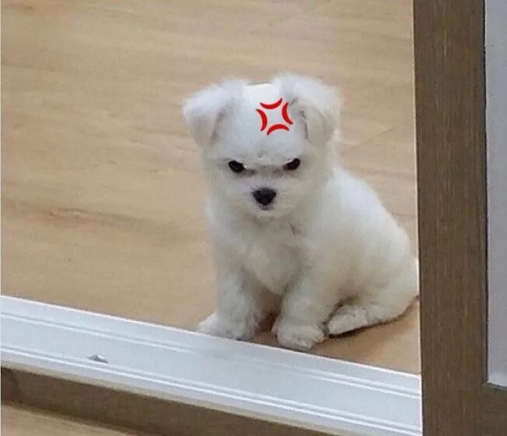 강아지 중성화 시기, 비용, 이유 완벽 정리 (2026년 최신 정보) 3