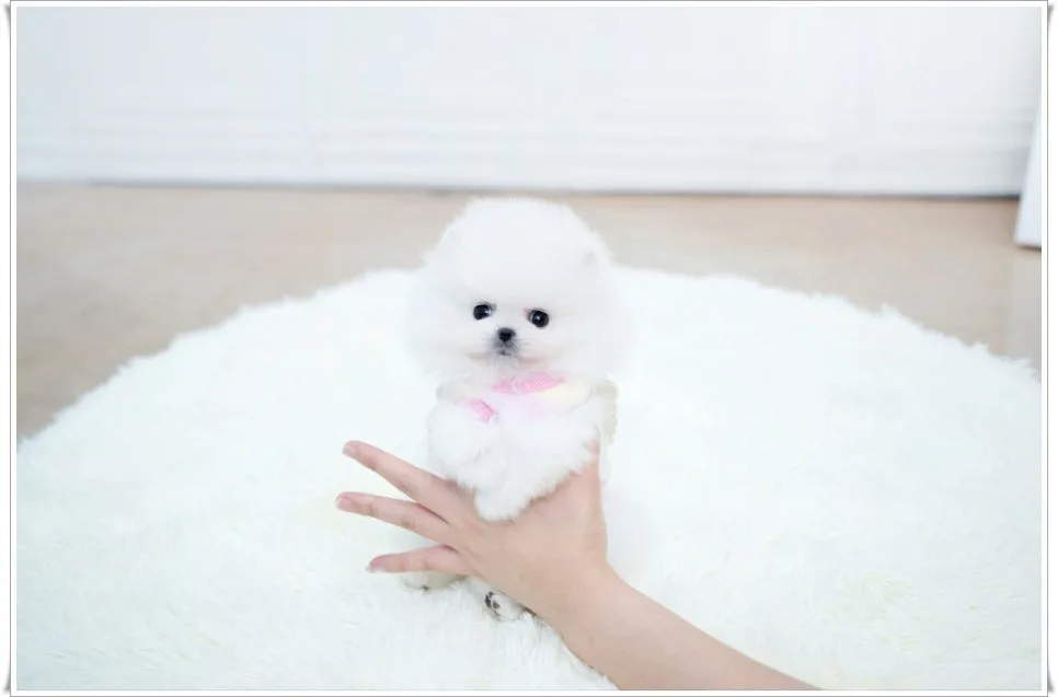 Pomeranian Puppies for Sale 2026: Style Dog & Cat Review 3
