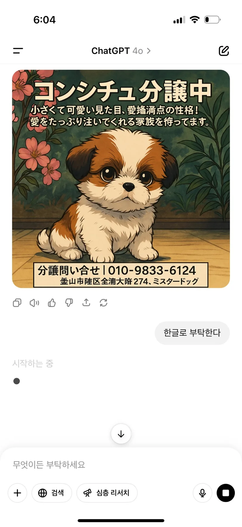 부산 콩시츄 분양 2026: 귀여운 '쥴리' 공주님 입양 가이드 2