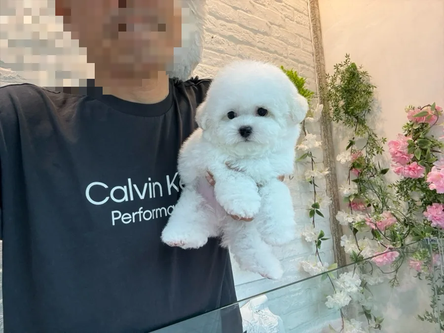 미니비숑 분양 2026: 건강한 왕자님 입양 조건 총정리 2