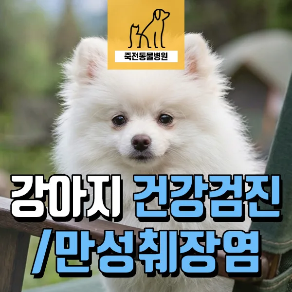 9살 강아지 만성 췌장염 진단: 용인 수의사 경험 기반 건강검진 2026