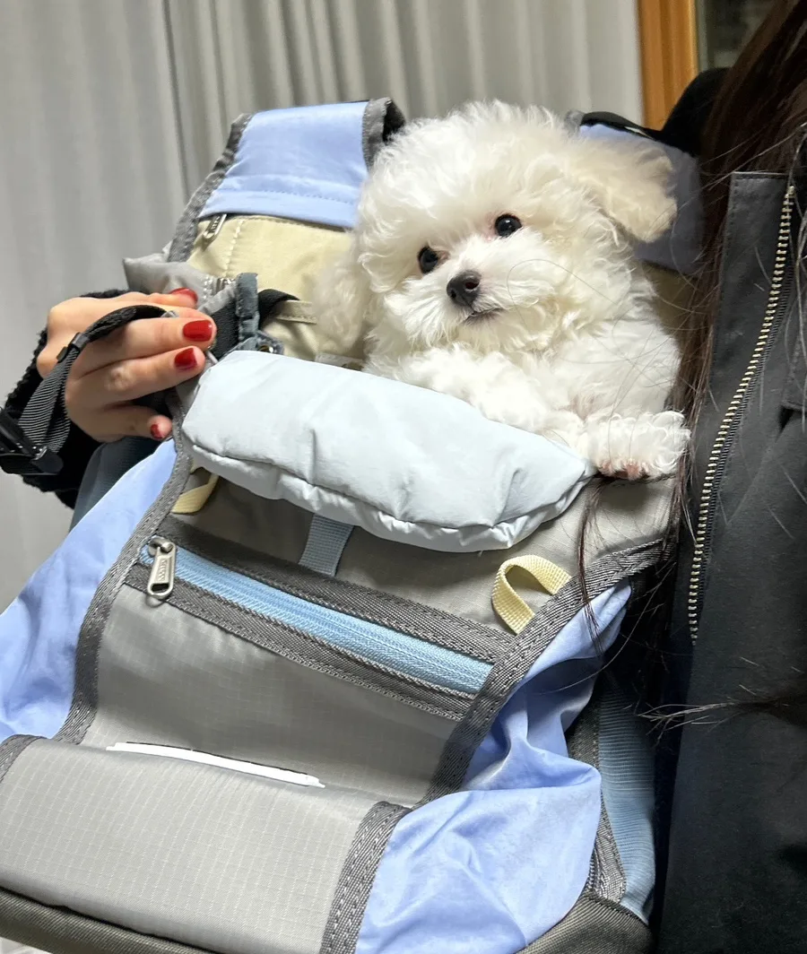 타이니 실버파티푸들 분양 2026: 건강한 자견 찾는 법 2