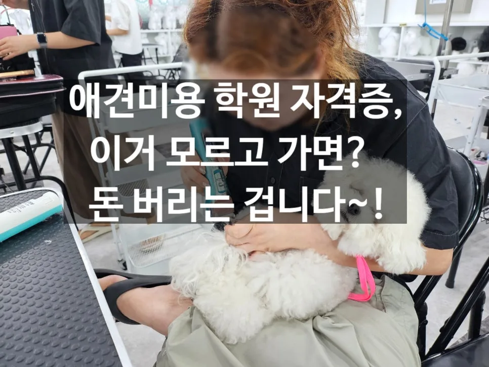 애견미용 자격증, 가정견 실습 없으면 돈만 버리는 이유 2026 — 반려동물 — yeppi1207
