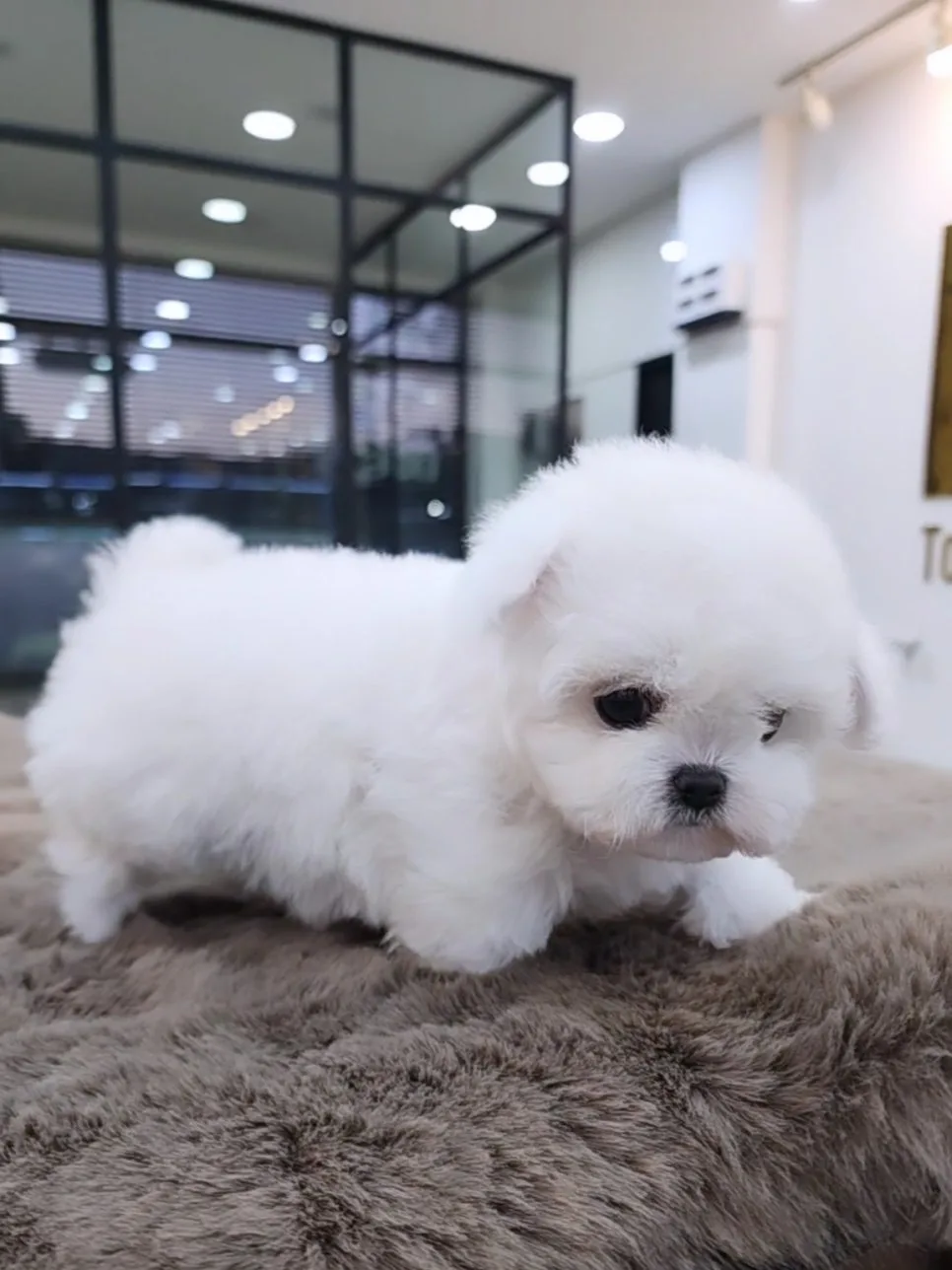 세종시 비숑 분양 2026: 미니 비숑 공주님 입양 가이드 2