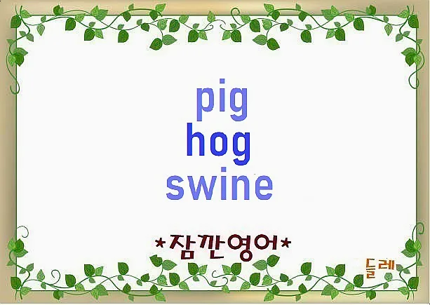 Pig, Hog, Swine 차이점 2026: 영어 단어별 쓰임새 완벽 정리