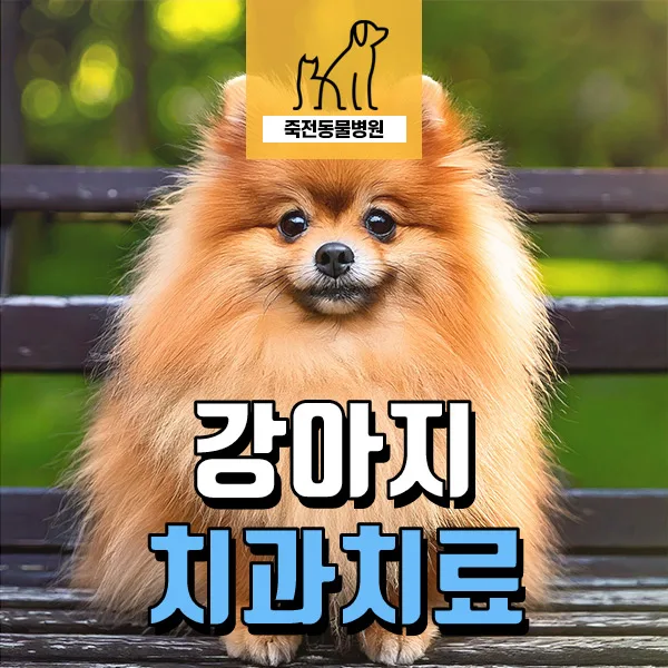 강아지 치아 골이식 성공 사례 2026: 치주염 치료 가이드 — 반려동물 — astarose