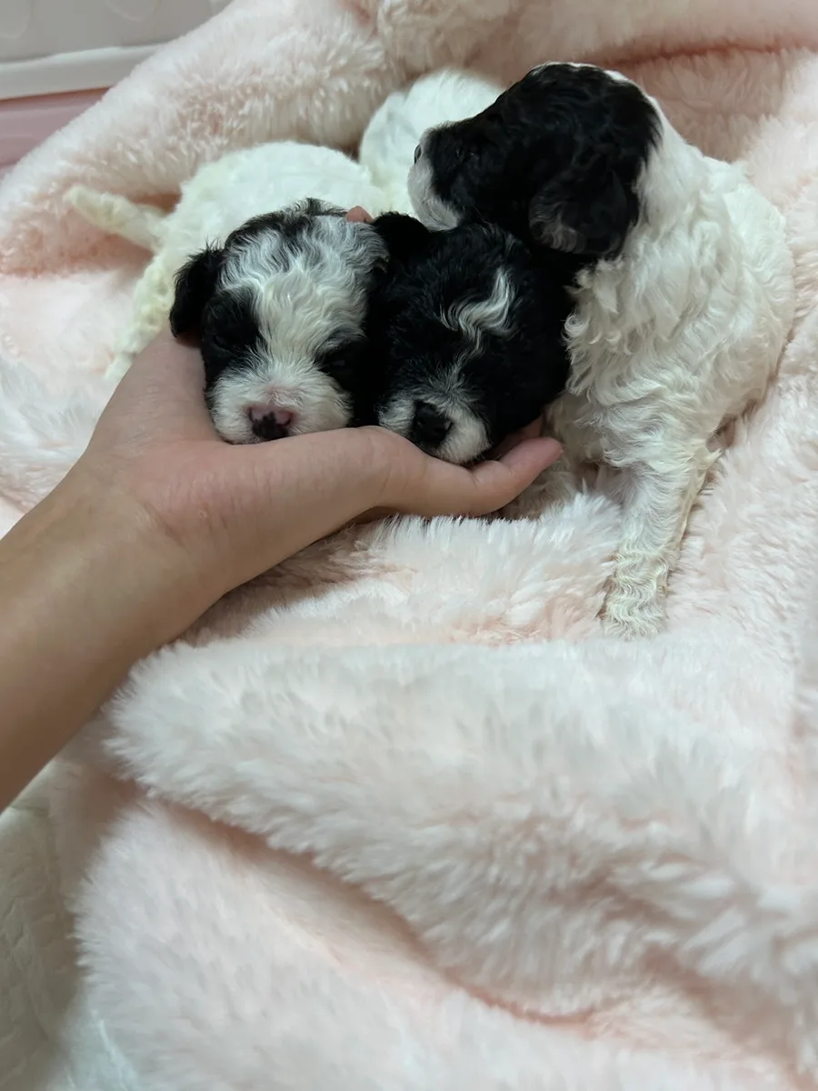 실버파티푸들 분양 2026: 3주차 아가 예약 조건 및 주의사항