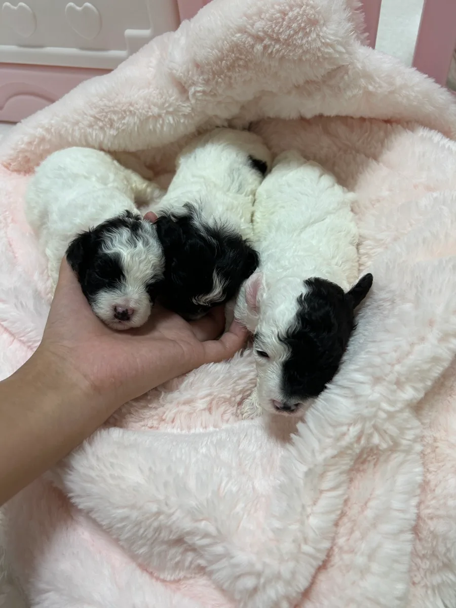 실버파티푸들 분양 2026: 3주차 아가 예약 조건 및 주의사항 2