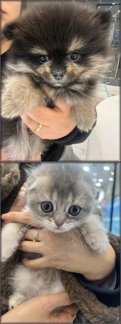 수원 강아지 분양 2026: 건강 상태 확인법 3가지 2