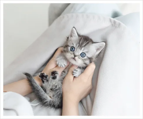 광명 브리티시숏헤어 분양 2026: 건강한 고양이 찾는 법, 유앤미펫 후기