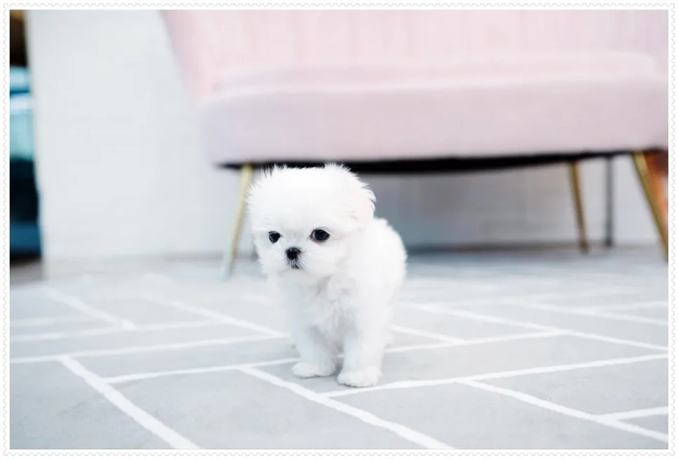 Maltese Adoption in Seoul 2026: 5 Health Standards 3