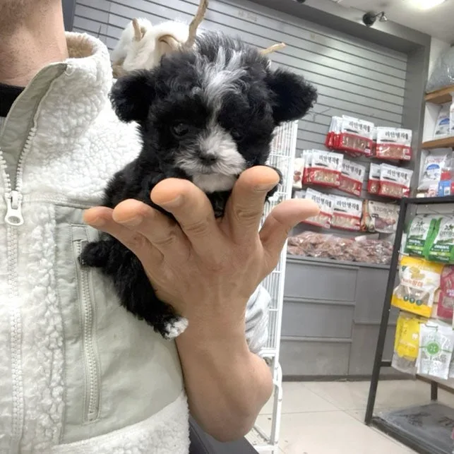 미니 말티푸 분양 2026: 초소형 강아지 입양 가이드 2