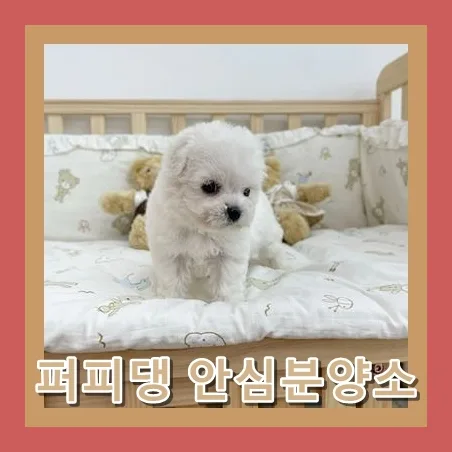 진천 말티즈 분양 2026: 건강한 반려견 선택 가이드 2