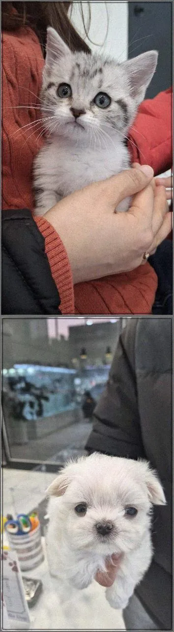 수원 강아지 분양, 건강한 반려견 찾는 3가지 핵심 기준 2026 2