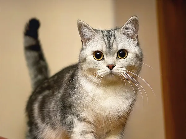 5살 고양이 건강검진 필수 항목과 비용 2026년 총정리 2
