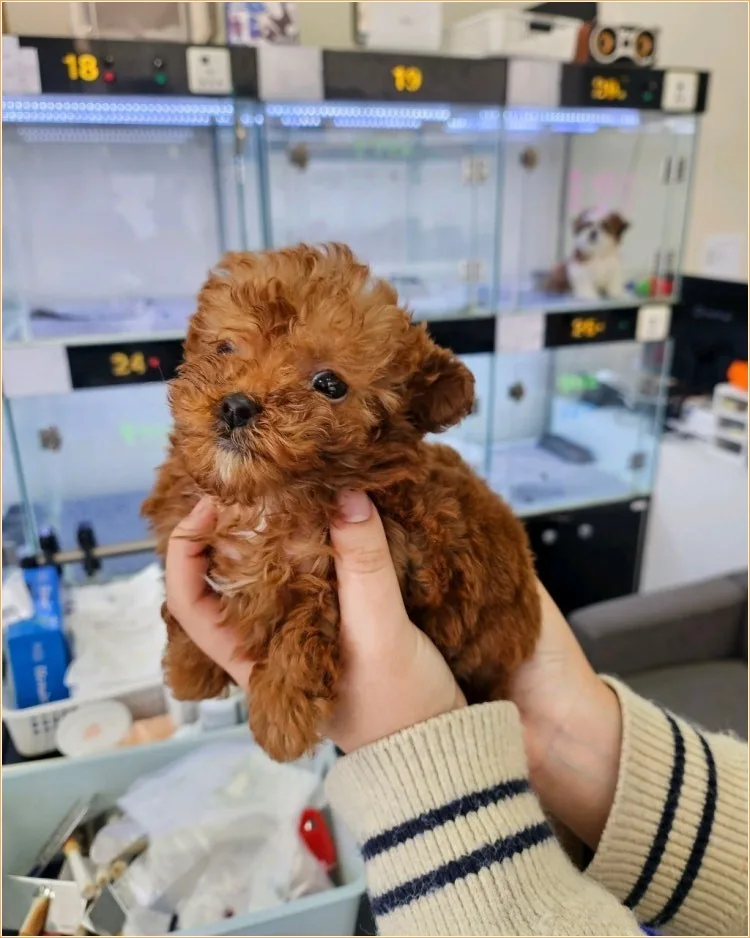 시흥 강아지 분양, 건강한 반려견 입양 가이드 2026 2