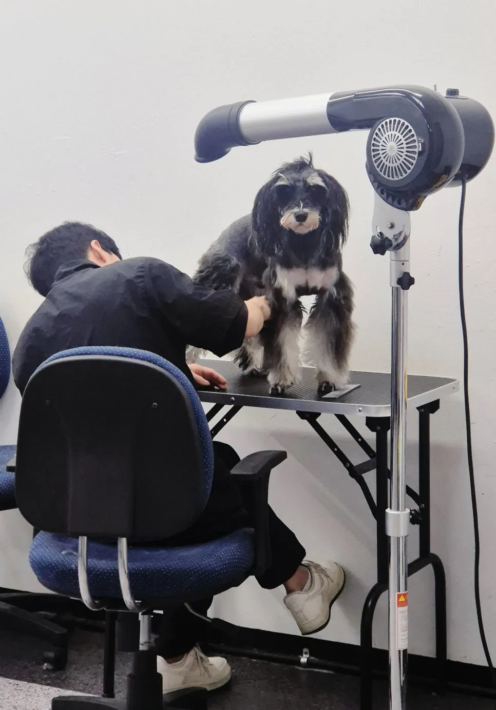 수원 강아지 미용학원 2026년 선택 가이드: 실력 키우는 법 2