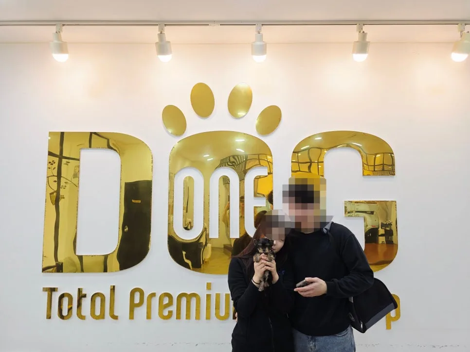 요크셔테리어 분양 2026: 부천에서 세종까지, 3주 기다린 특별한 인연 2