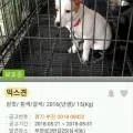 2026년 유기견 입양 지원금, 최대 25만원 받는 법 완벽 정리
