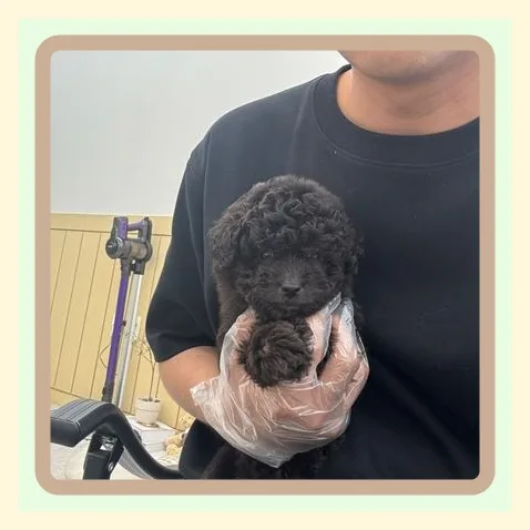 서산 말티푸 분양, 책임 분양으로 행복 찾은 후기 2026 3