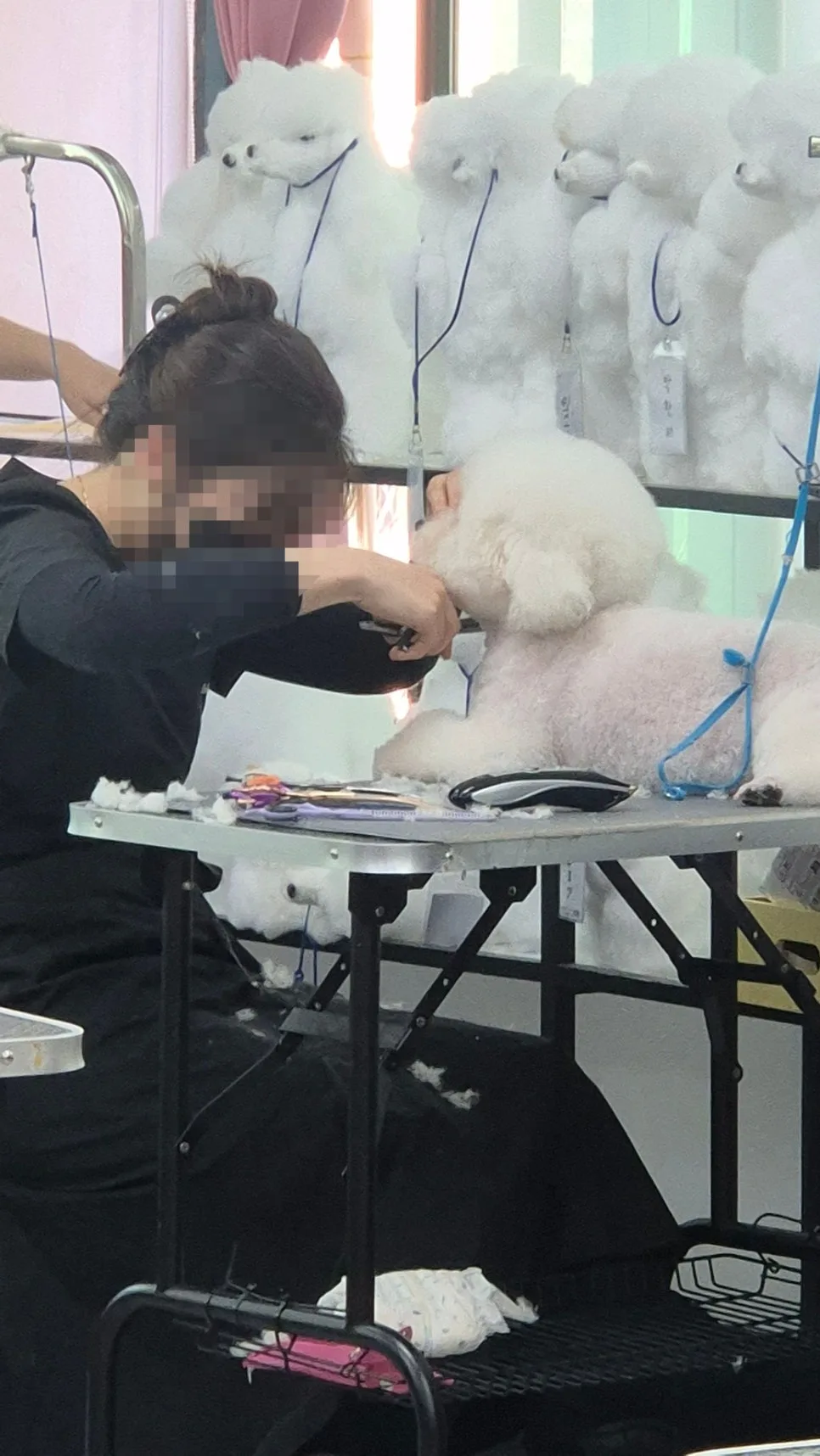 부천 강아지 미용 학원 선택 기준 2026: 실제 경험 기반 핵심 비교 2