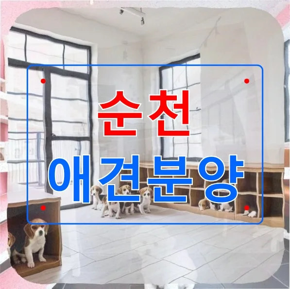순천 시츄 분양 2026: 반려견 입양 전 필수 체크리스트