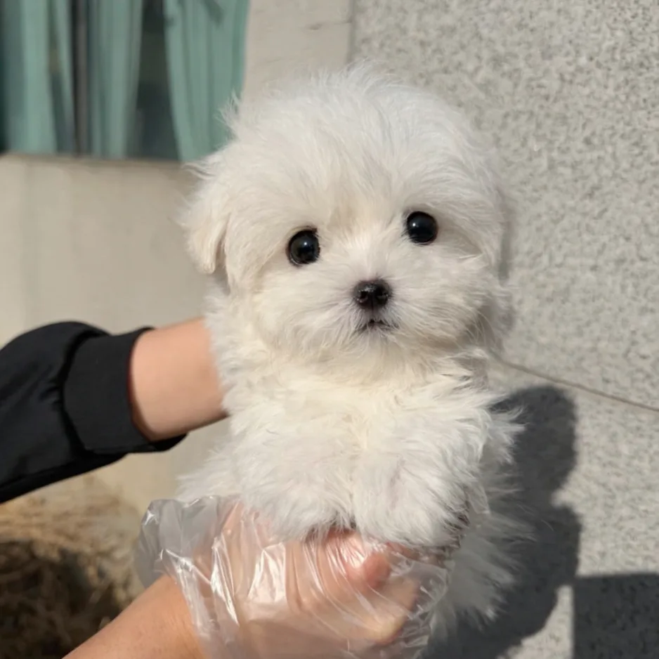 꼬숑 강아지 분양 2026: 40만원 특별 분양, 입양 전 필수 체크리스트