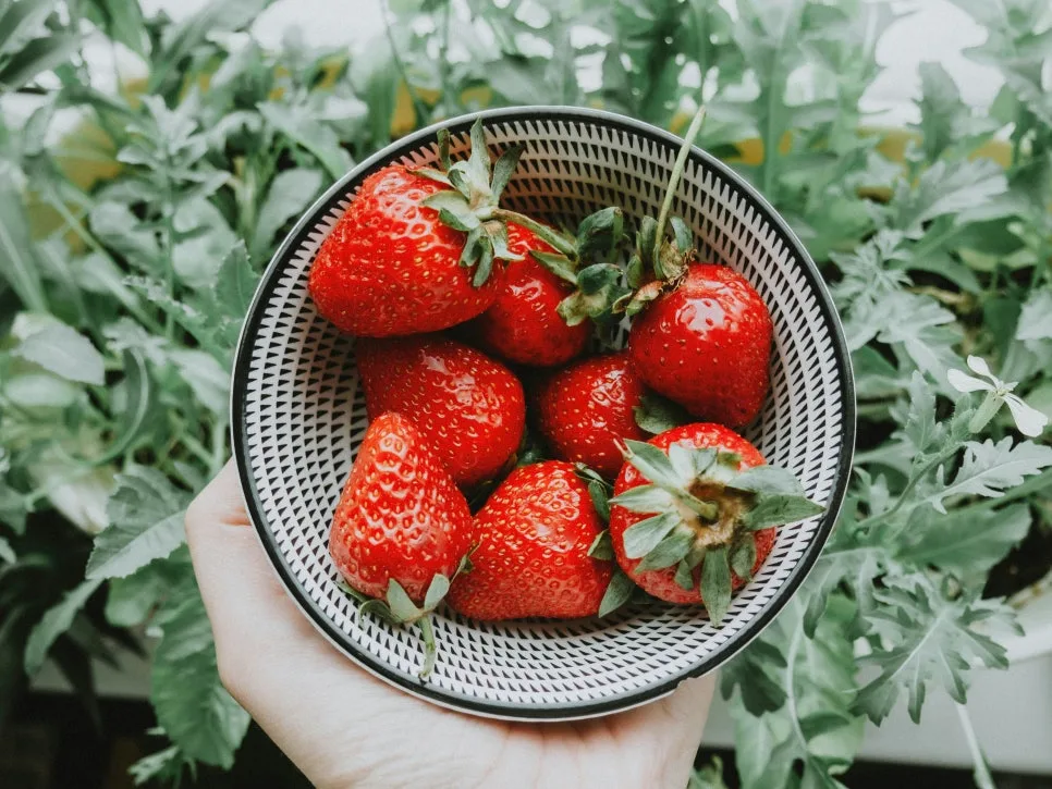 가산명사 vs 불가산명사: 딸기(Strawberry) 예시로 2026년 완벽 이해 — 어학·외국어 — yewpo 1