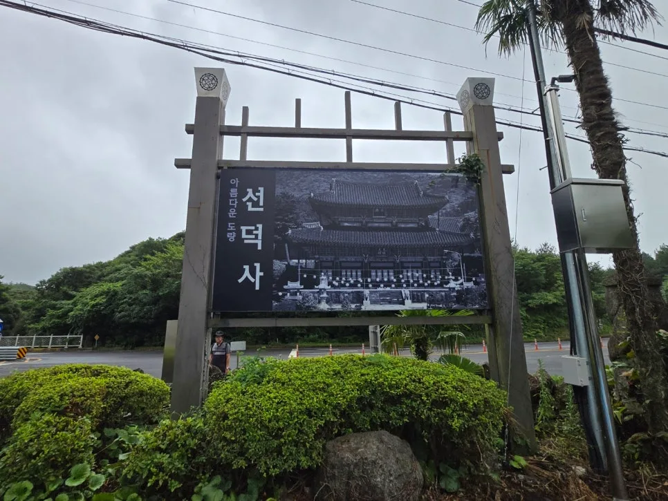 제주 고살리 숲길, 2026년 탐방 전 꼭 알아야 할 3가지 — 일상·에세이 — hjkim651127