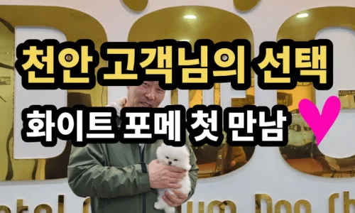 세종 강아지 분양 후기 2026: 포메라니안 대박이, 아리와의 만남 2