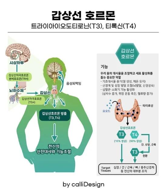 갑상선기능저하증 보험금 청구 완벽 가이드 2026