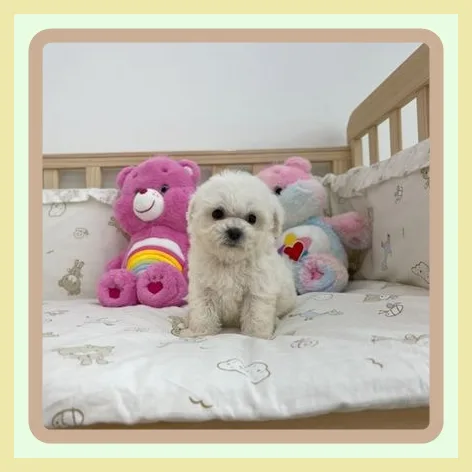 Free Puppy Adoption in Pyeongtaek 2026: A Responsible Guide 2