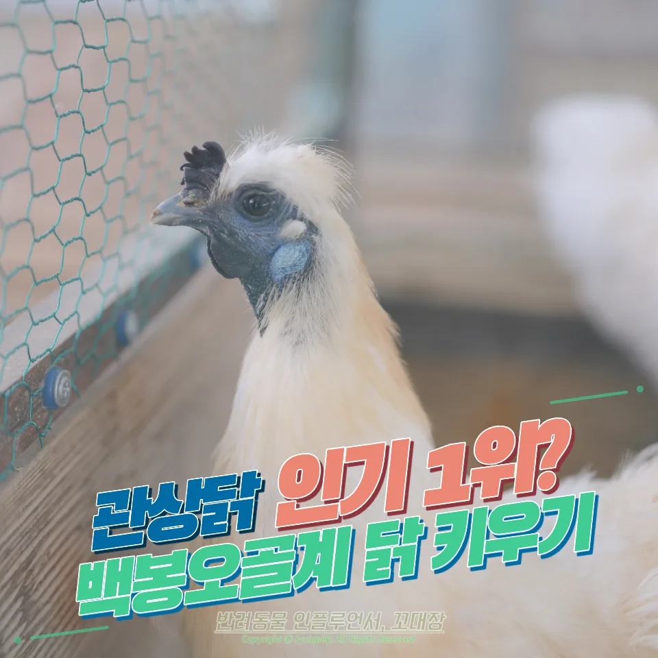 백봉오골계 키우기: 매력적인 관상닭 분양 가격과 특징 2026