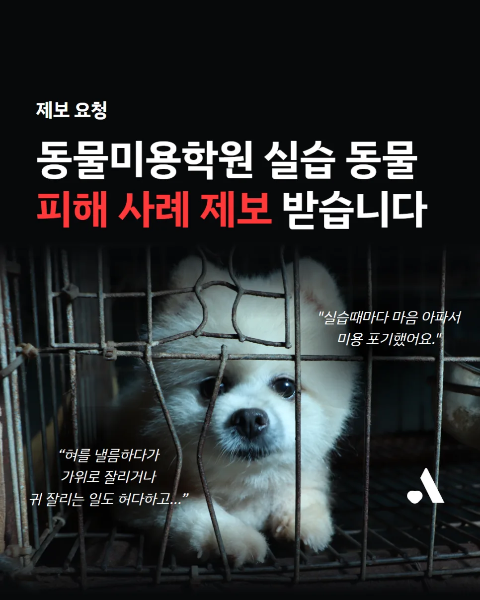 동물미용학원 실습견 피해 2026: 수강생 고통·동물 학대 사례 총정리 — 반려동물 — wien9364