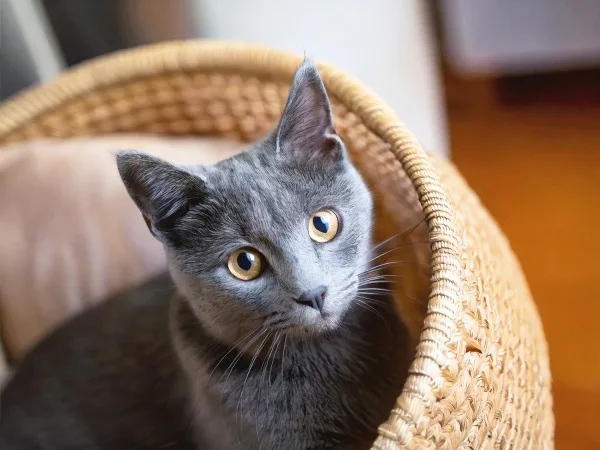 10살 고양이 치아흡수병변 치료, 건강검진부터 발치까지 2026년 총정리 2