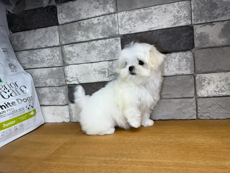 2026년 전포동 말티즈 분양: 건강한 공주님 '지나' 입양 가이드 2