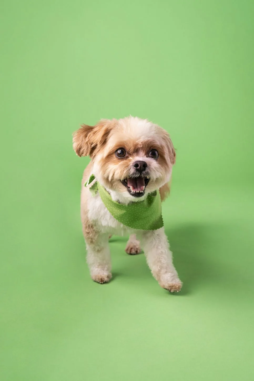 Best Dog-Friendly Cafes Near Seoul 2026: Parking & Food Guide 2