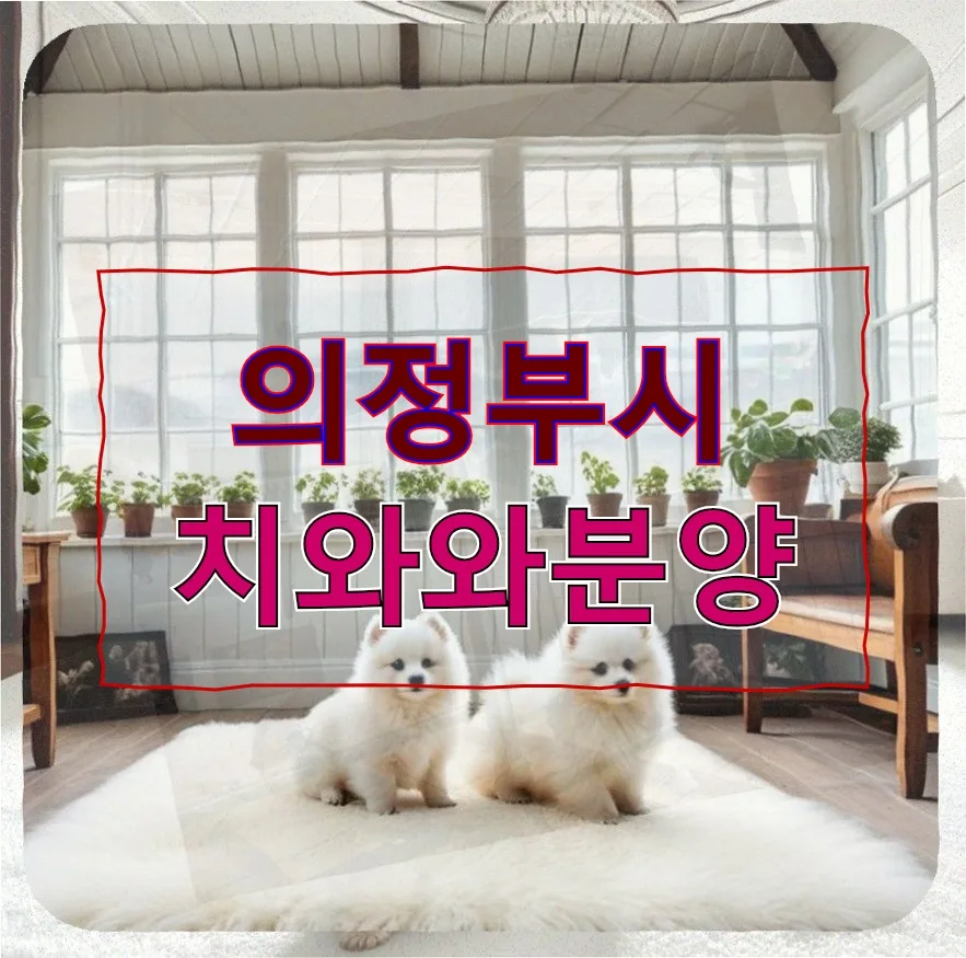 의정부 치와와 분양 후 훈련과 건강 관리 A to Z (2026)