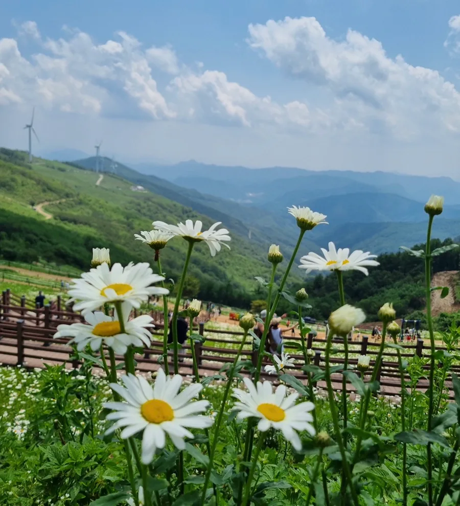 김소월 시 '나의 집' 해석: 이상향과 기다림의 공간 2026