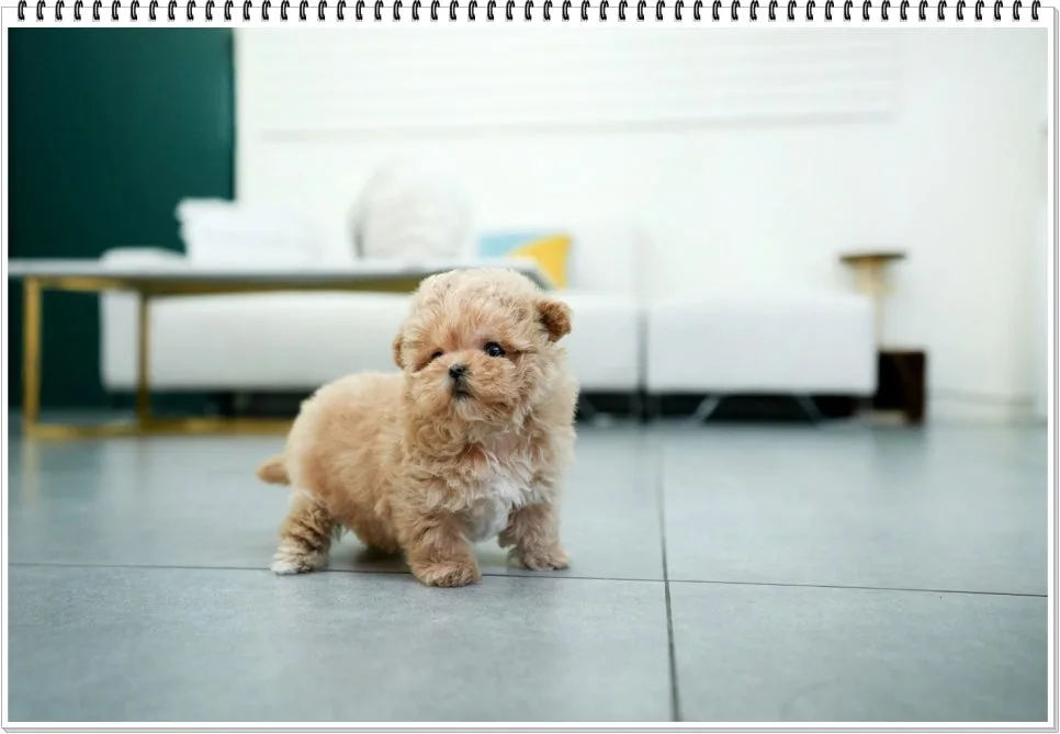 Maltipoo Puppies for Sale in Mapo-gu, Seoul 2026 3