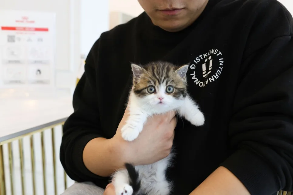 2026년 고양이 분양 후기: 신봉동, 파주 등 지역별 고사남 경험담 2