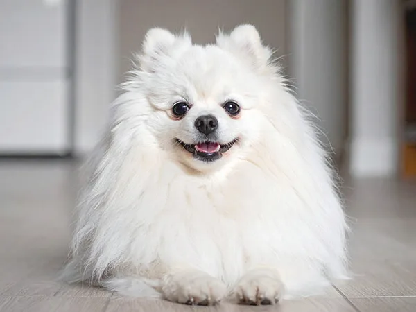 포메라니안 앞니 흔들림, 어금니 염증? 강아지 치과 치료 2026년 총정리 2