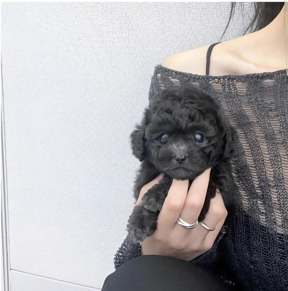 블랙말티푸 분양 2026: 송파 위례점 입양 후기 및 건강 관리 팁 2